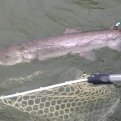 フィッシングレイクたかみや 釣果