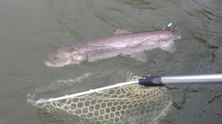 フィッシングレイクたかみや 釣果