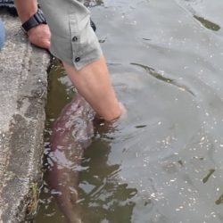 フィッシングレイクたかみや 釣果