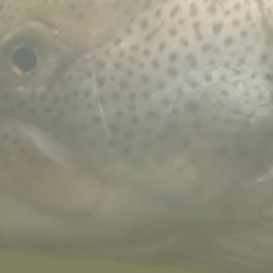 フィッシングレイクたかみや 釣果