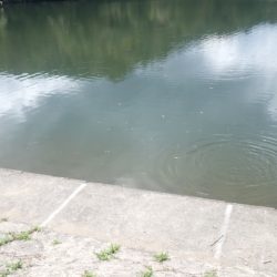 フィッシングレイクたかみや 釣果