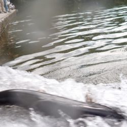 フィッシングレイクたかみや 釣果