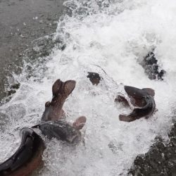 フィッシングレイクたかみや 釣果