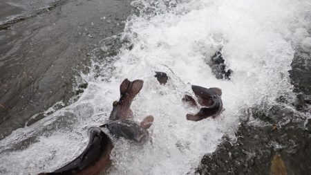 フィッシングレイクたかみや 釣果