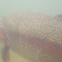 フィッシングレイクたかみや 釣果