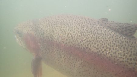フィッシングレイクたかみや 釣果