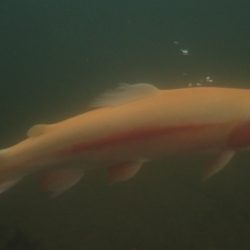 フィッシングレイクたかみや 釣果