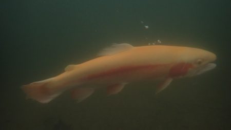 フィッシングレイクたかみや 釣果