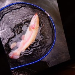 フィッシングレイクたかみや 釣果