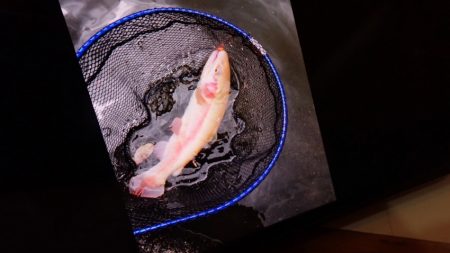 フィッシングレイクたかみや 釣果