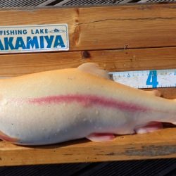 フィッシングレイクたかみや 釣果