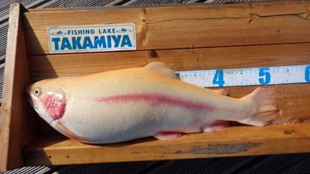 フィッシングレイクたかみや 釣果