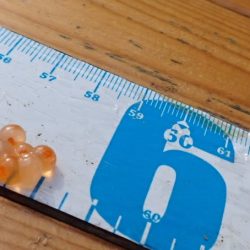 フィッシングレイクたかみや 釣果