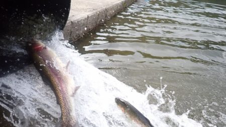 フィッシングレイクたかみや 釣果