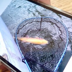 フィッシングレイクたかみや 釣果