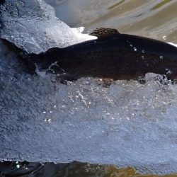 フィッシングレイクたかみや 釣果