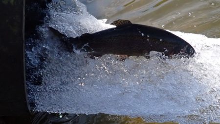 フィッシングレイクたかみや 釣果