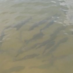 フィッシングレイクたかみや 釣果