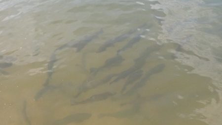 フィッシングレイクたかみや 釣果