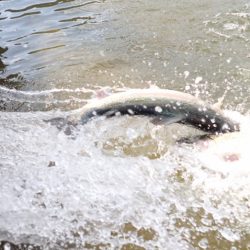 フィッシングレイクたかみや 釣果
