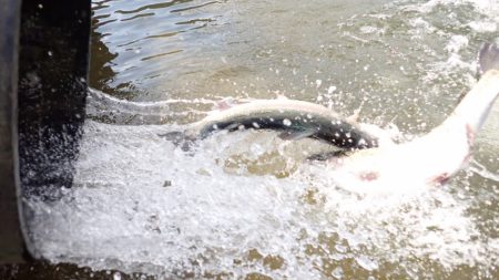フィッシングレイクたかみや 釣果