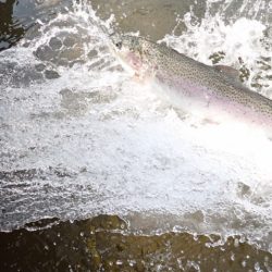 フィッシングレイクたかみや 釣果