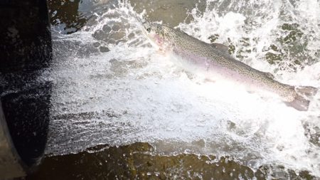 フィッシングレイクたかみや 釣果
