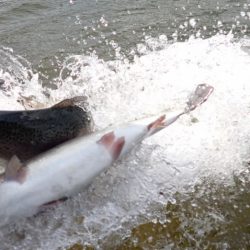 フィッシングレイクたかみや 釣果