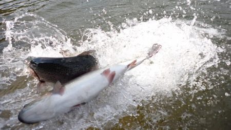 フィッシングレイクたかみや 釣果