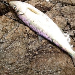 土曜日のリベンジ