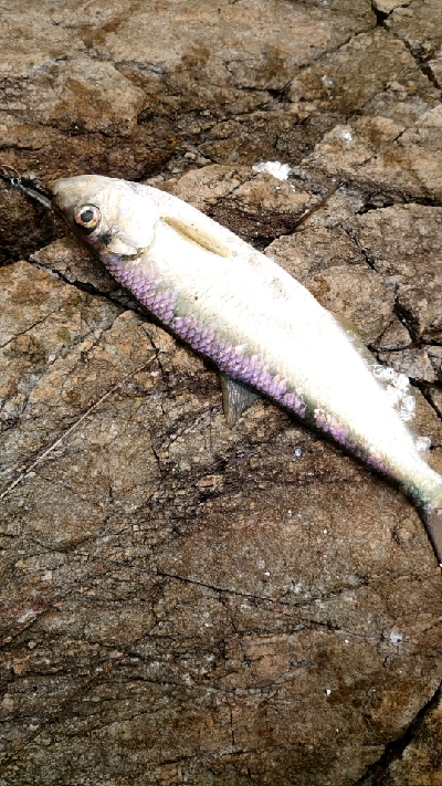 土曜日のリベンジ