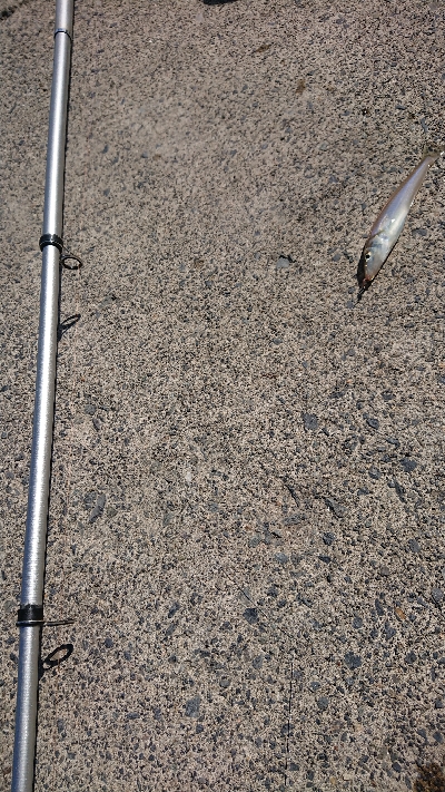 数より魚種が盛りだくさん