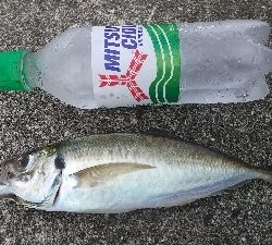 アジ釣って帰りました