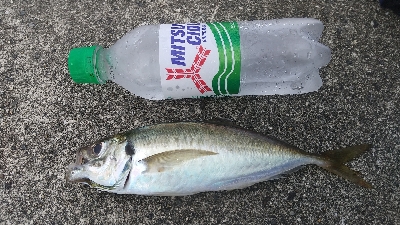 アジ釣って帰りました