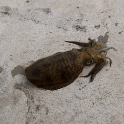 型揃いアオリイカ & エギンガーのマナー (気を悪くされる方がいるかもしれません)