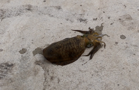 型揃いアオリイカ & エギンガーの…