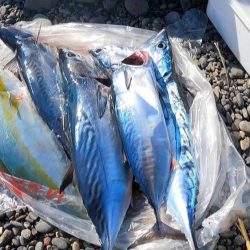 カツオ本格化・ヤイトカツオ(本スマ)も2匹混じる