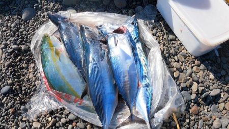 カツオ本格化・ヤイトカツオ（本スマ）も2匹…