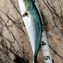 土曜日のリベンジ