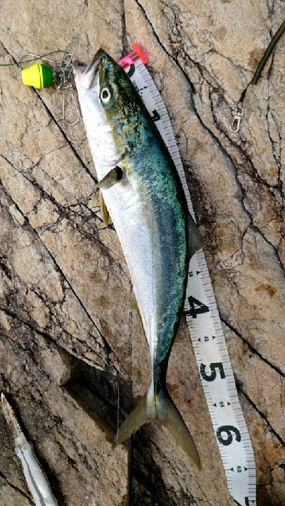 土曜日のリベンジ