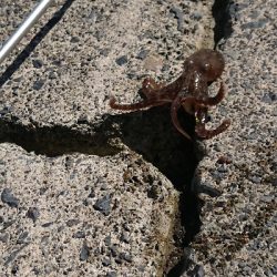 数より魚種が盛りだくさん