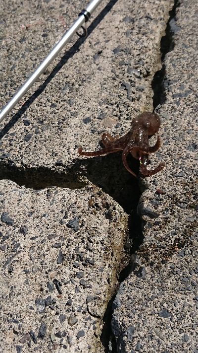 数より魚種が盛りだくさん