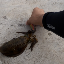 型揃いアオリイカ & エギンガーのマナー (気を悪くされる方がいるかもしれません)