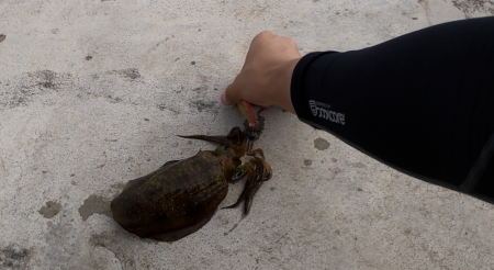 型揃いアオリイカ & エギンガーのマナー (気を悪くされる方がいるかもしれません)