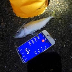 カツオ本格化の兆し