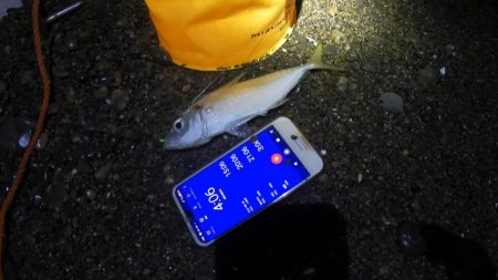 カツオ本格化の兆し