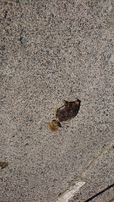 数より魚種が盛りだくさん