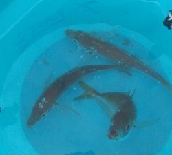 アジ釣って帰りました