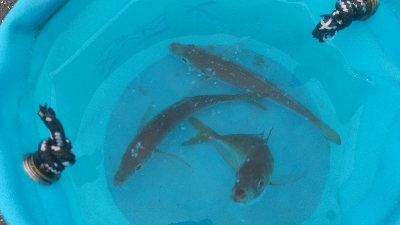 アジ釣って帰りました