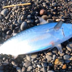 カツオ本格化・ヤイトカツオ(本スマ)も2匹混じる